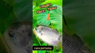 cara pasang umpan daun keladi...mancing gurame #shorts