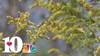 Doctors say they are seeing more people suffer from allergies in dry weather