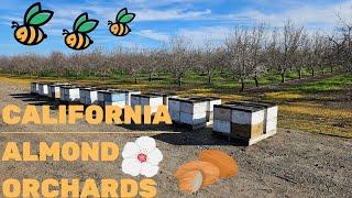 California Almond Orchards