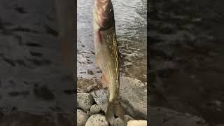 Giant creek chub or trout ???