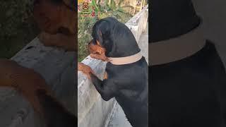 Duster c boundary wall funny  reaction.. #rottweiler #dog #viral #short #trending