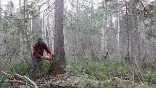 Cabin In The Wilderness -  Dangerous Tree Felling, Grouse and Updates