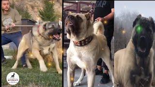 Kangal are Badass and Cute - Kangal compilation #1