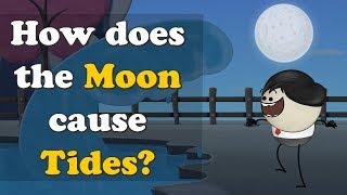 How does the Moon cause Tides? + more videos | #aumsum #kids #science #education #children