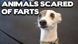 Funny Animals Scared of Farts Compilation! (BEST FUNNY ANIMAL COMPILATION)