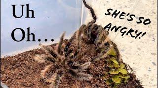 First tme pairing tarantulas gone wrong! Curlyhair Tarantula Breeding attempt.