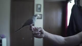 Male Diamond Dove Cooing **HD**