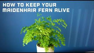 How to Keep Your Maidenhair Fern Alive - Maidenhair Fern Care Guide - Adiantum raddianum Fragrans