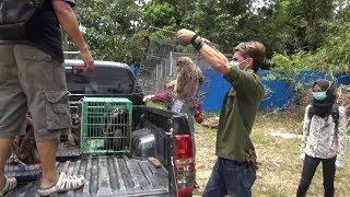 SO SAD...  DEFORESTATION SURVIVORS IN BORNEO...