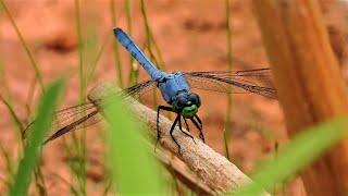 4K Dragonflies, Beautiful Butterflies, Bees and Birds - Relaxing transition from day to night  P1000