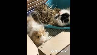 Как менялись мои свинки ️ #guineapig