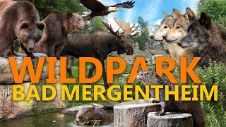 Wildpark Bad Mergentheim - der beste Wildpark Deutschlands? | Zoo-Eindruck