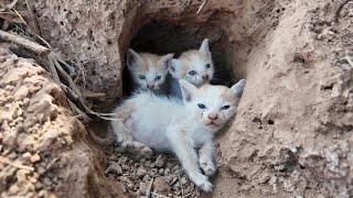 A Kitten Ran to the Doctor for Help for This Reason - His Journey Will Melt Your Heart Animal family