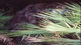 The Myakka Skunk Ape Photos