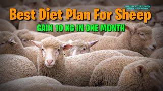 Best diet for sheep || fast weight gain diet for sheep || diet for sheep in winter