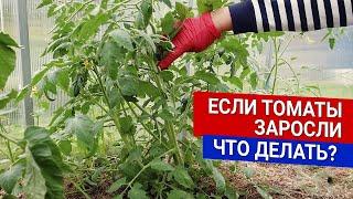 Если томаты заросли - что делать?