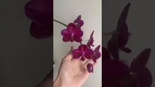 Орхидея фаленопсис Phal. Mituo King Big Pink