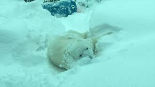 These Polar Bears Are Conservation Scientists