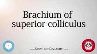 Brachium of superior colliculus   Anatomy of the Brain   SeeHearSayLearn 