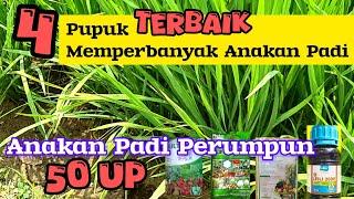 CARA MEMPERBANYAK ANAKAN PADI . Pupuk Terbaik untuk Memperbanyak Anakan Padi. 