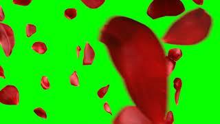 Rose Petals Transition / Transições de Pétalas de Rosa - 01 - Green Screen / Chroma Key