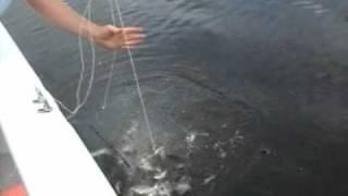 Pinfish Trap Video