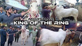 Murshad Loading & Unloading - Complete Video - Most Biggest Bull In Murshad - Farrukh Cattle Farm