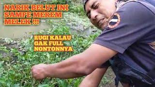 BELUT SUPER BABONNYA SEDANG BERTELUR #ngurek #mancing #belut