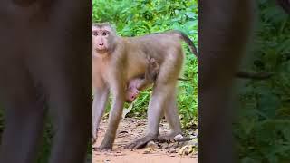 Lovely Abandon Monkey - Enjoy Watching Orphan Baby Monkey In Wild Monkey - Daily Baby Monkey #Short