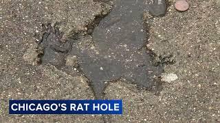 'Chicago Rat Hole' becomes viral sensation on social media