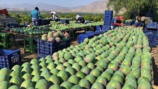 How to Harvest Mango fruit and Processing - Awesome Mango Juice Processing - Mango Farm