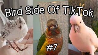 Bird Side of TikTok #7