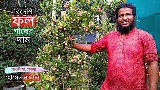 বিদেশি ফলধরা গাছ আশুলিয়ার হোসেন নার্সারিতে | Fruit Tree Price In Ashulia | Gardening Bangladesh