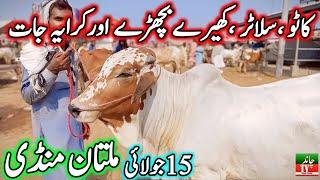 Multan Cow Mandi Fresh Latest Update 15-07-2024 | Cow Mandi 2025 | Cholistani Sahiwal Bachra Mandi