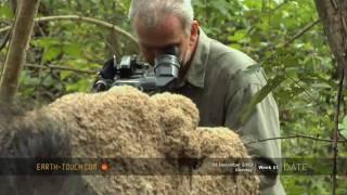 Maggots feast on animal carcass