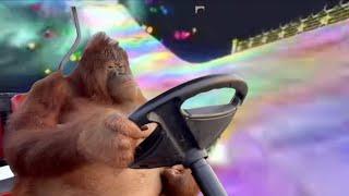 Orangutan Driving in Mario Kart Wii