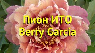 Пион ито Берри Гарсия. Краткий обзор, описание характеристик paeonia itoh Berry Garcia