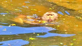 Million Pitiful Baby, Jovi Was Educated by Kind Monkeys Till Full Skill...! Nature Tube
