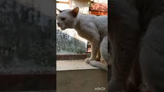 Male cat in heat meowing|mate calling