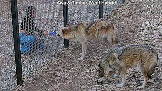 Maya hand feeds food to the wolfdogs at Alveus