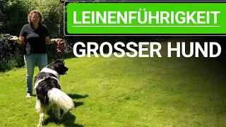  Leinenführigkeit ️ Trainieren mit erwachsenem GROSSEM Hund ️ Praxisvideo ️