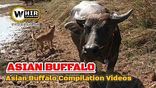 Asian Buffalo _ Asian Water Buffalo Compilation Videos (Whir Latandrank)