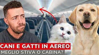 COME VIAGGIARE CON CANI E GATTI IN AEREO | Meglio in Stiva o in Cabina?