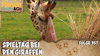 Spieltherapie für schreckhafte Giraffen und Bruchlandung bei den Flughunden | Panda, Gorilla & Co.