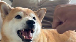 Shiba Mad at Owner for Not Providing the Knucklesandwich