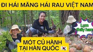 207  ĐI HÁI MĂNG HÁI RAU  VÀ MÓT CỦ HÀNH TẠI HÀN QUỐC