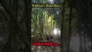 Kebun Bambu#Shorts