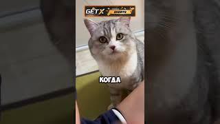 Жизненный урок для кота  #животные #милыеживотные