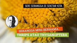 Thrip atau Thysanoptera, Serangga Mini dengan Peran Penting