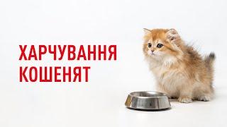 Харчування кошеняти й дорослого кота: чому варто обирати різні раціони?